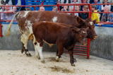 lot 53 sold for 3000 gns